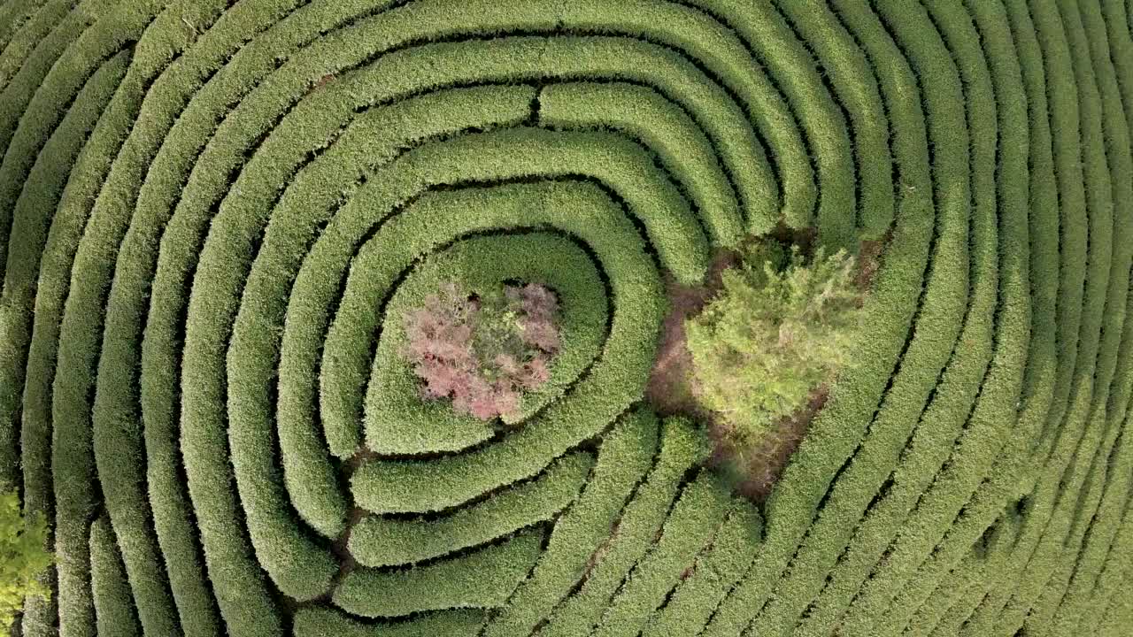 绿色茶园的茶树线的航拍视频视频素材