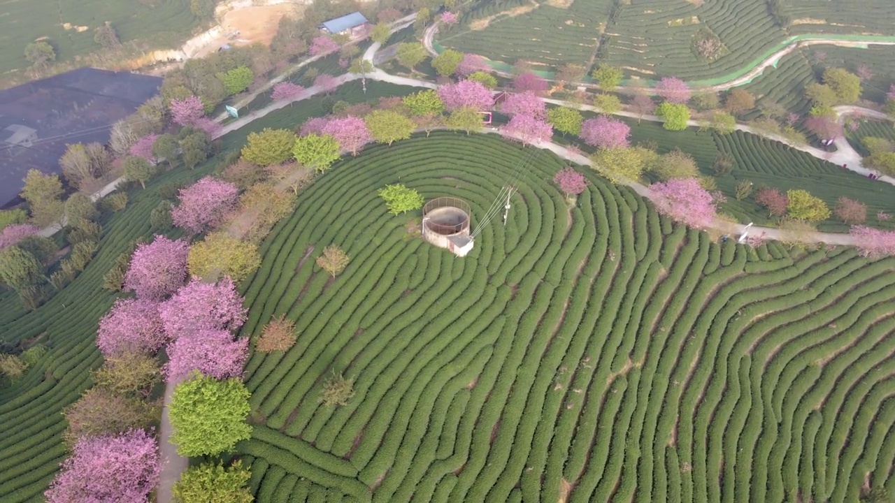 空中拍摄的绿茶园茶树的线条视频素材