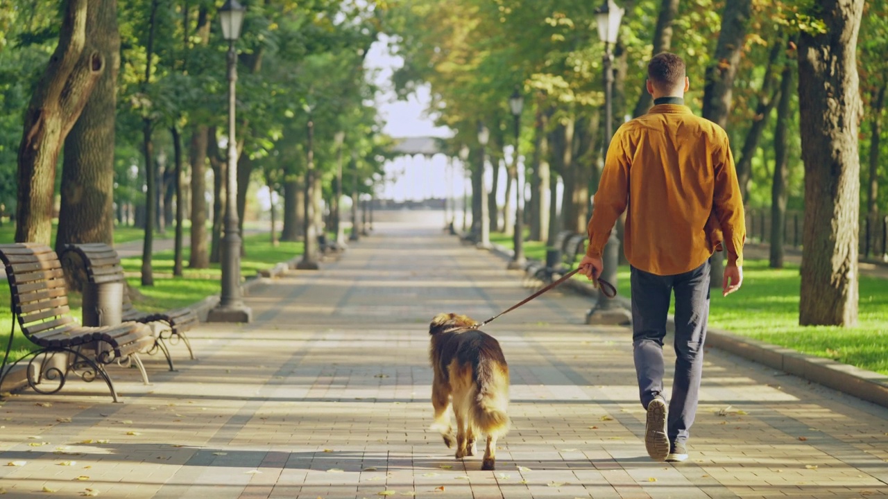 一名男子牵着狗沿着公园散步，大德国牧羊犬享受散步视频素材