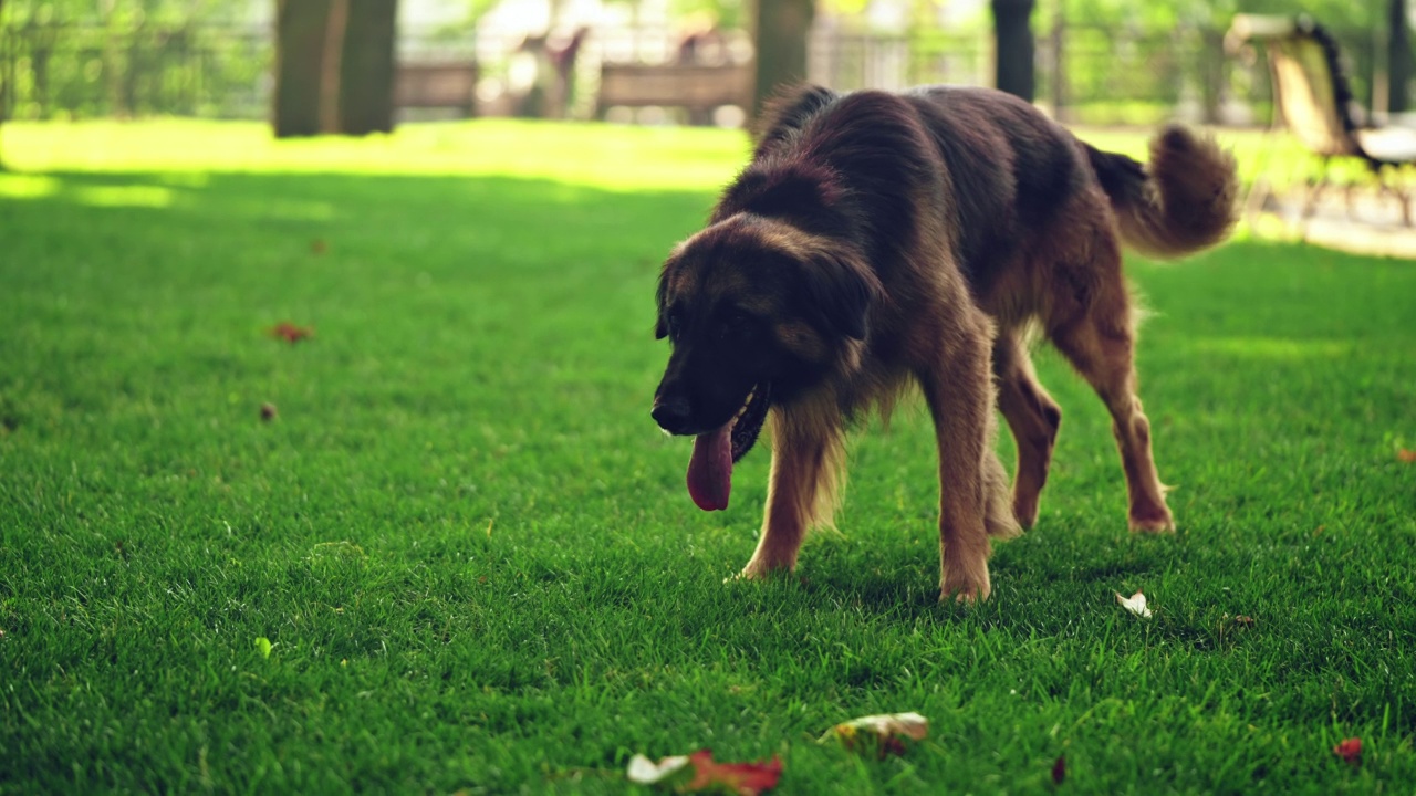 疲惫的德国牧羊犬在奔跑后躺在青草上休息视频素材