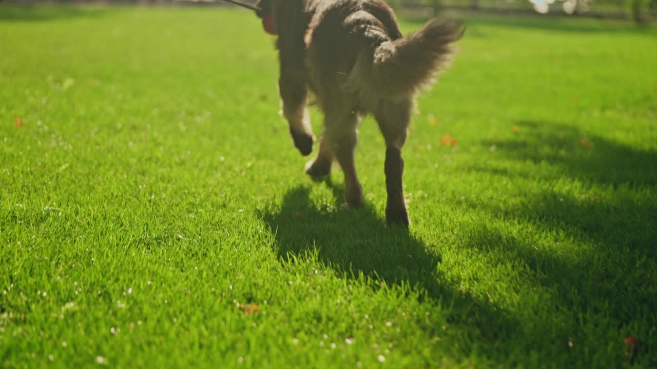 快乐顽皮的德国牧羊犬沿着阳光明媚的公园奔跑，嘴里衔着玩具视频素材