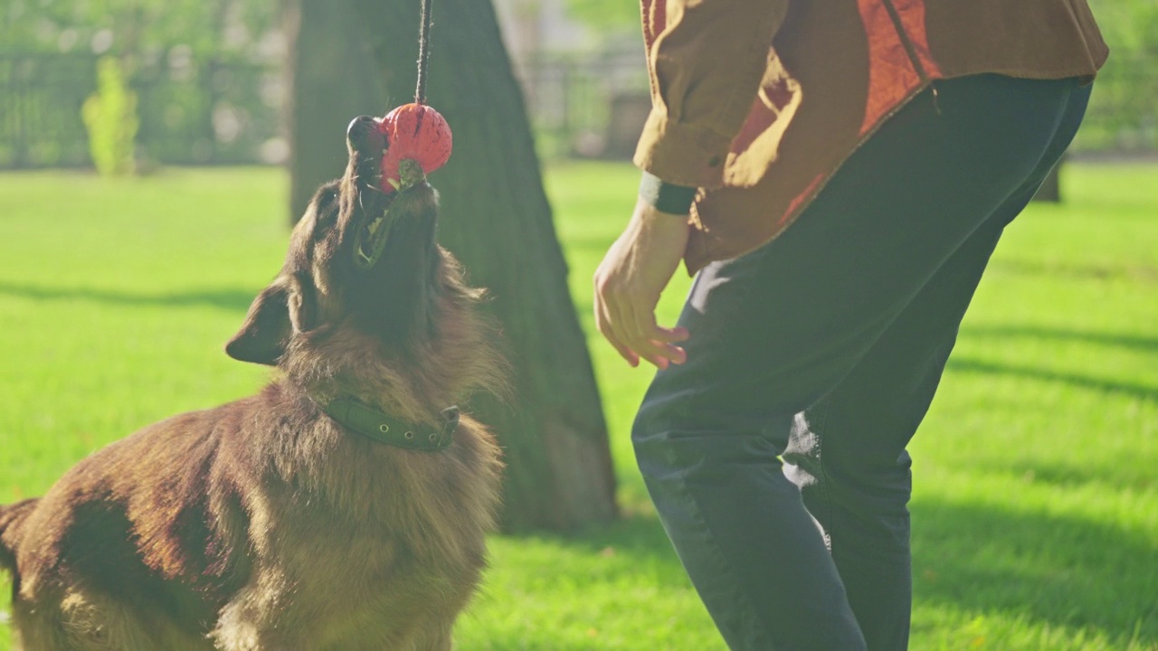 男性主人用玩具球逗弄他的狗，玩耍和训练德国牧羊犬视频素材