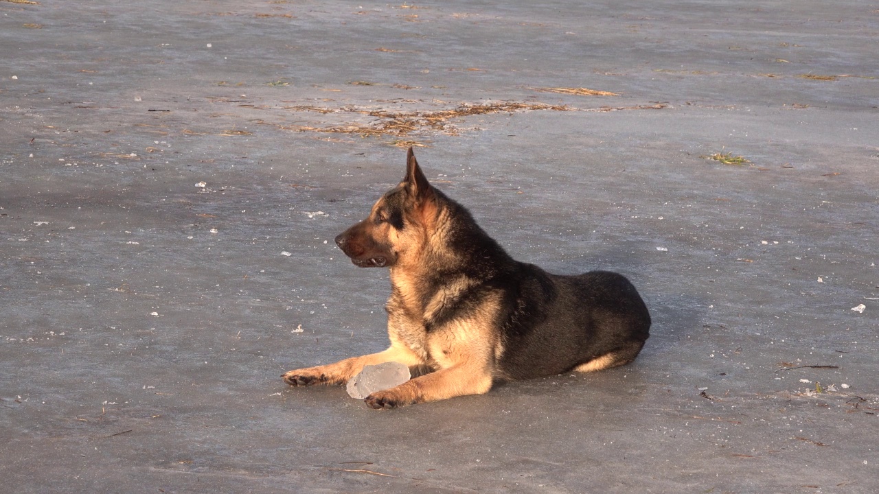 美丽的德国牧羊犬躺在冰上，拿着一块冰，望着，望着视频下载