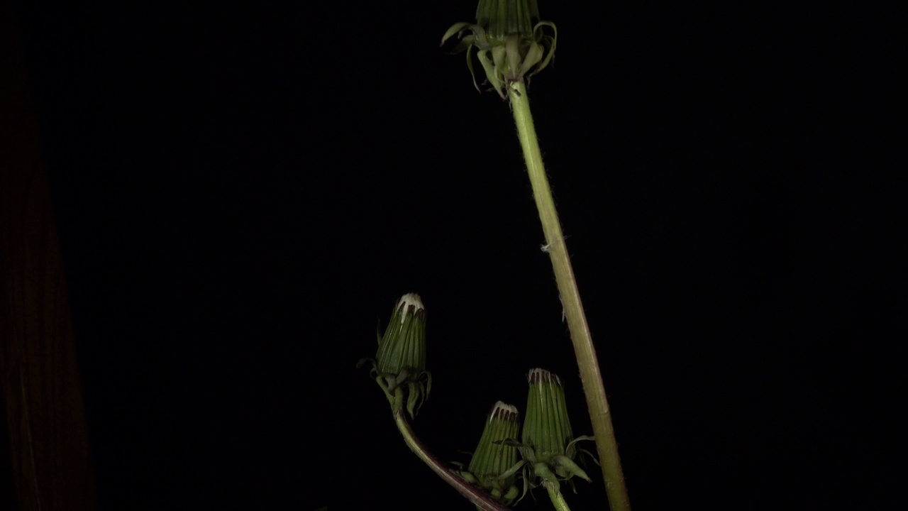 在黑色的背景上开放蒲公英植物，时间流逝视频下载