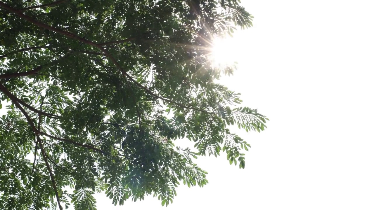 树枝上的绿叶被风吹了回来，阳光照亮了天空。视频素材