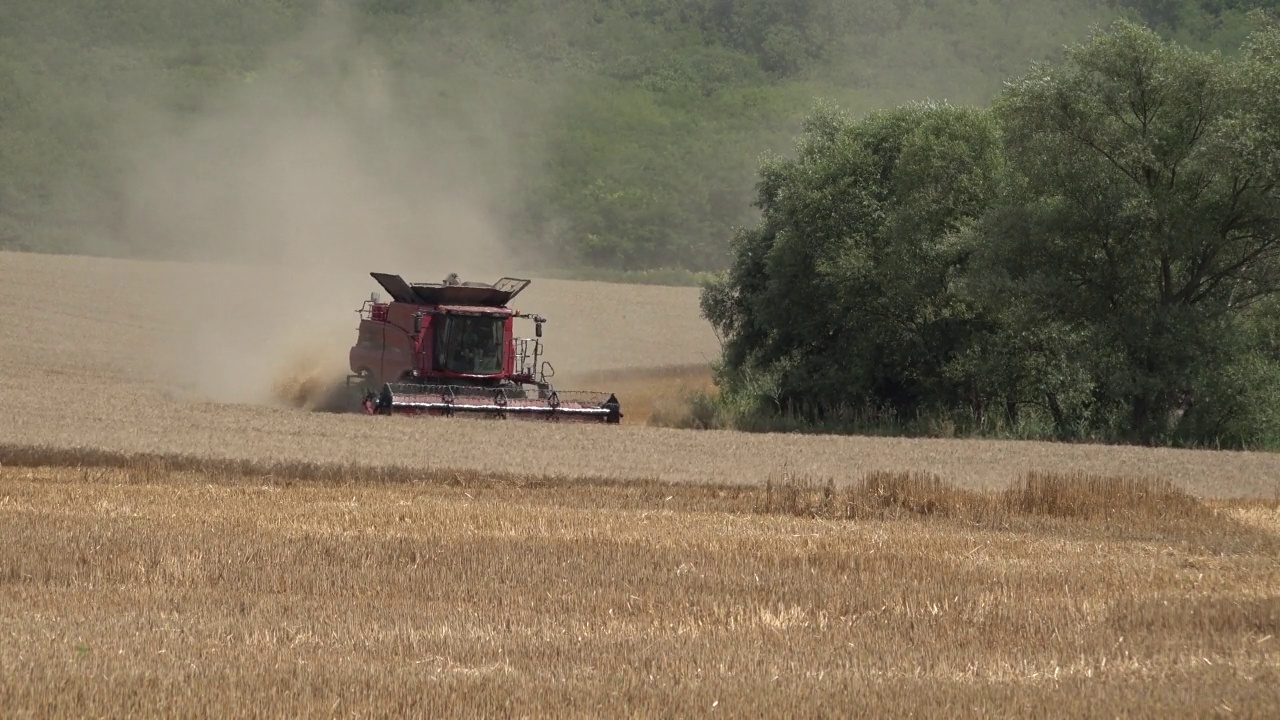 收获小麦，联合收割机收获成熟的小麦视频下载