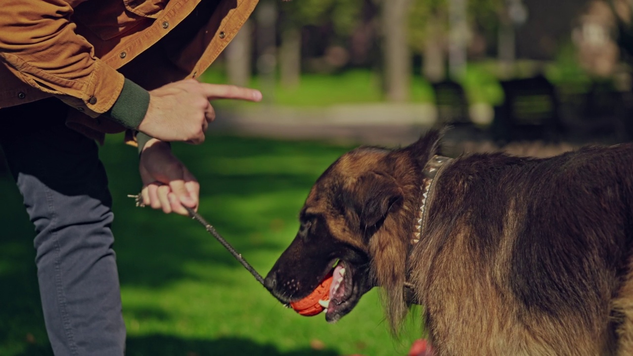 宠物主人训练他的德国牧羊犬，发出命令，玩玩具视频素材