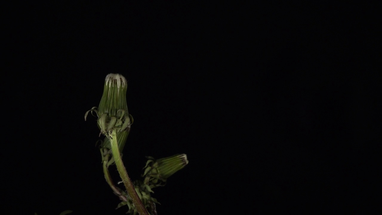 在黑色的背景上开放蒲公英植物，时间流逝视频下载