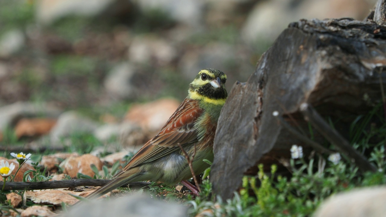 近距离的鸟的品种环状Bunting (Emberiza cirlus)吃种子在树干上。视频素材