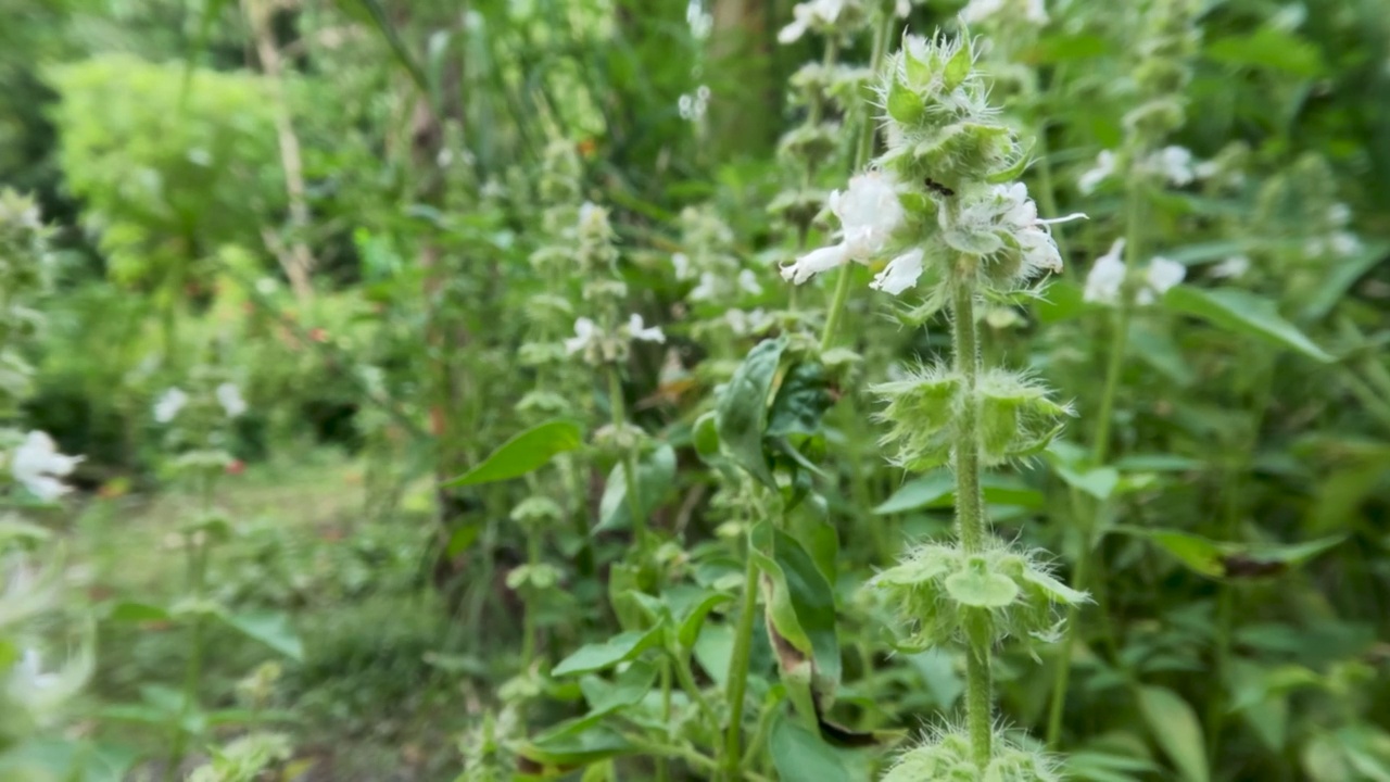 花柠檬罗勒植物，其盘子是绿色的，在植物皮肤的表面长满了白色的羽毛视频素材