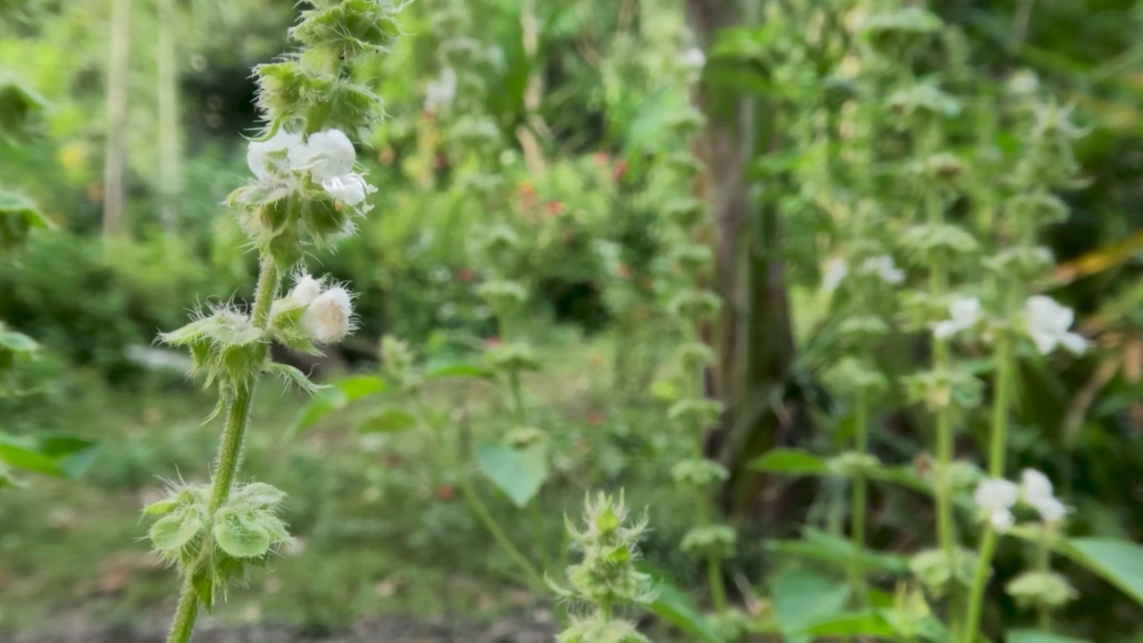 花柠檬罗勒植物，其盘子是绿色的，在植物皮肤的表面长满了白色的羽毛视频素材