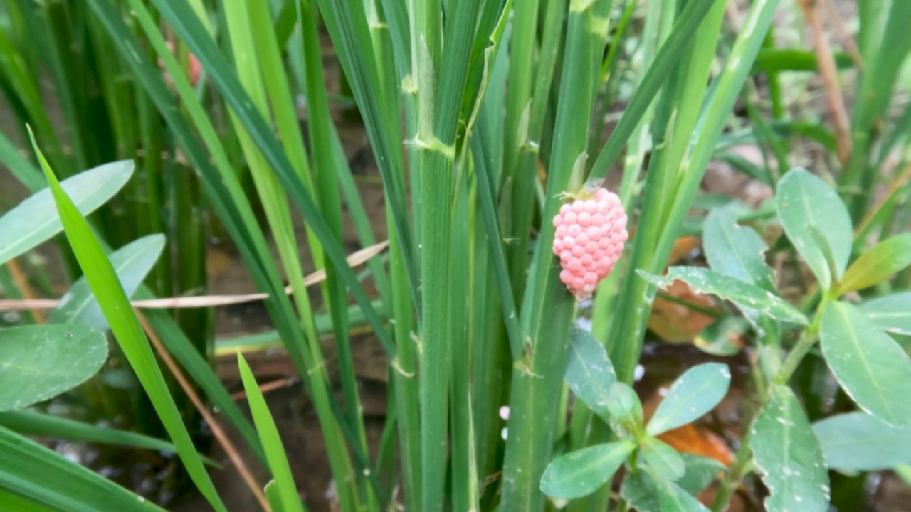 一株嫩绿的水稻在田野里茁壮成长视频素材