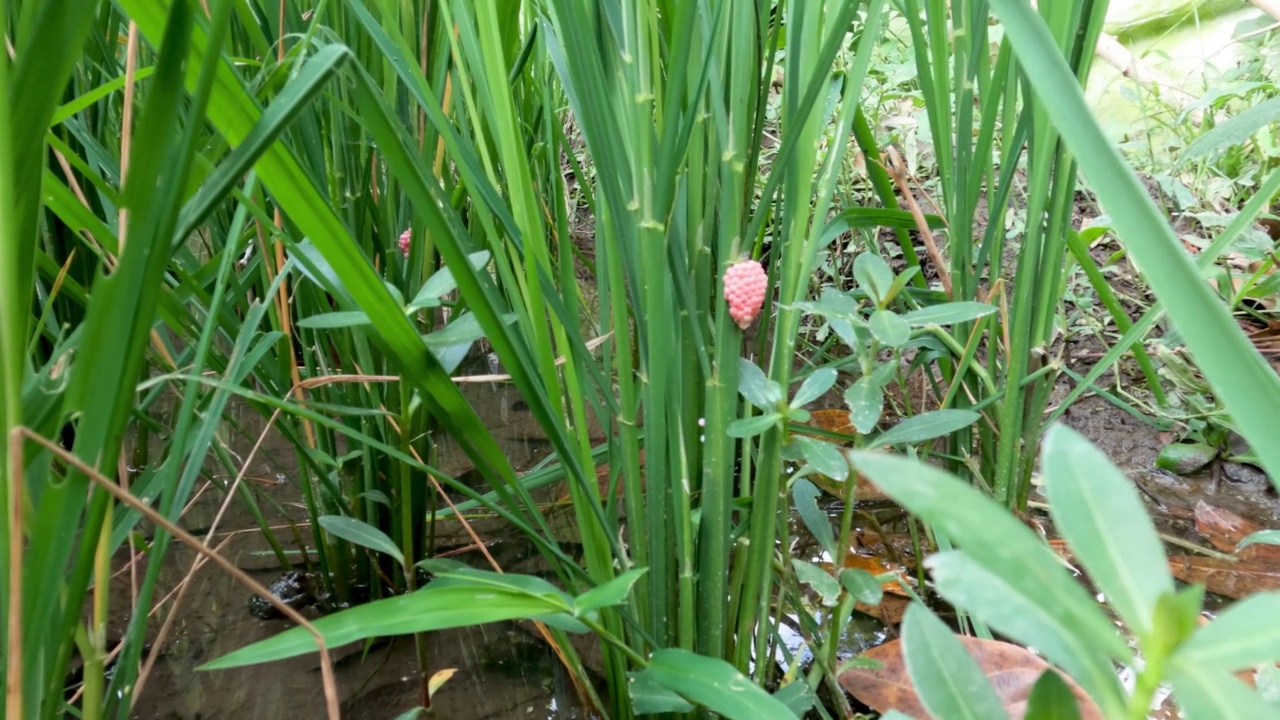 一株嫩绿的水稻在田野里茁壮成长视频素材