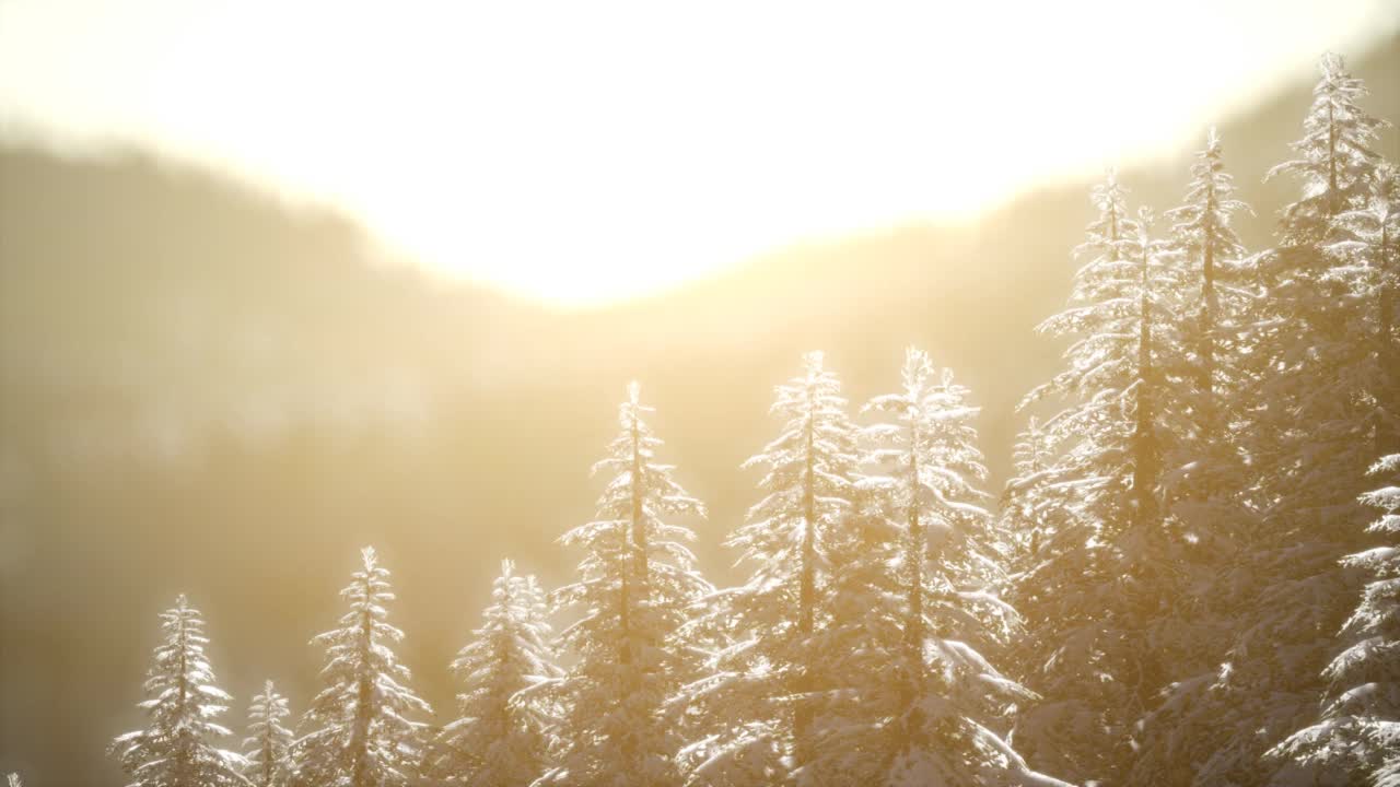 山林中的圣诞美景。丰富多彩的冬季日出视频素材