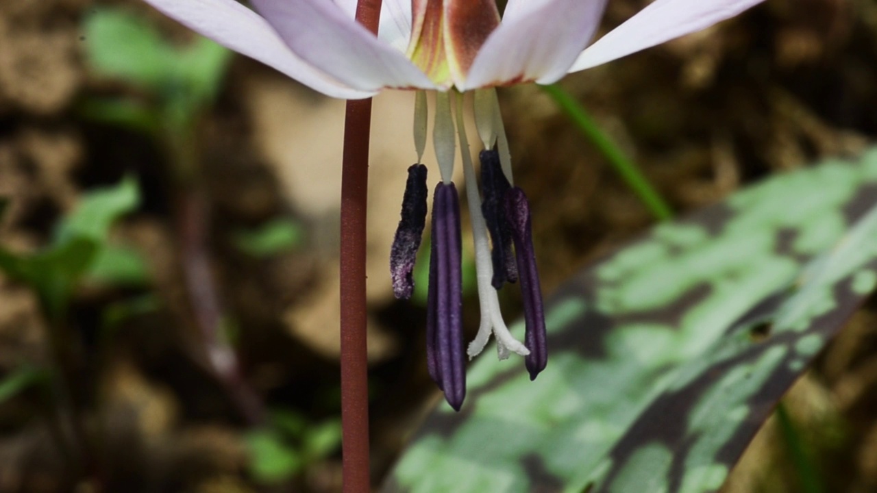 狗牙紫，赤藓，花，视频素材