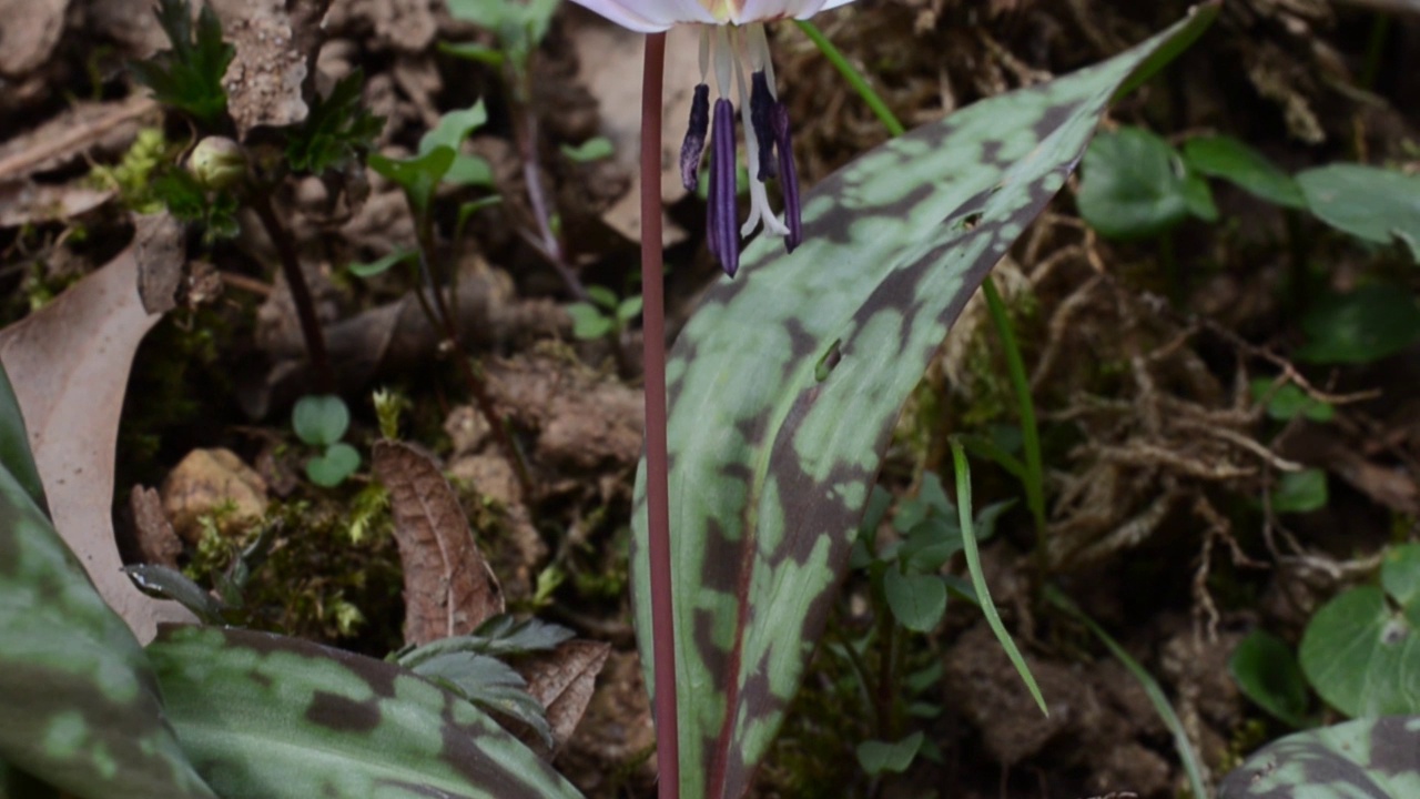 狗牙紫，赤藓，花，视频素材