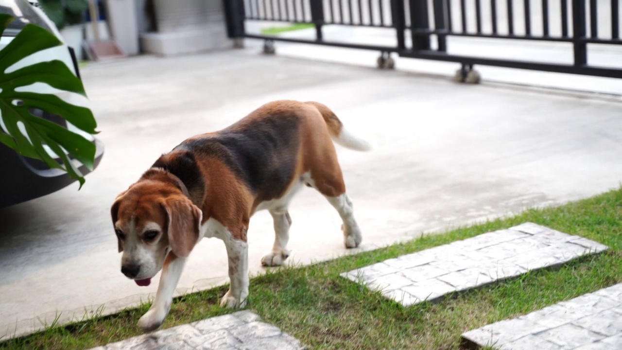 比格犬在小区居民家门前的院子里散步。视频素材