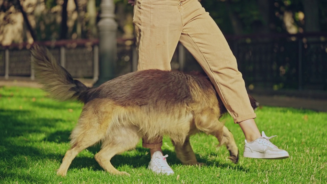 活跃的德国牧羊犬在训练师的腿之间散步，宠物训练学校视频素材