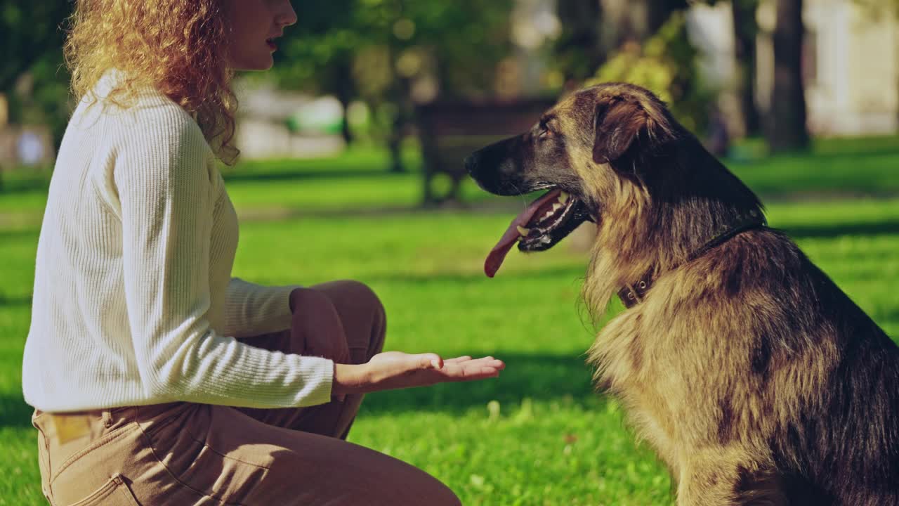 聪明的训练有素的德国牧羊犬给爪子的雌性训犬师，服从视频素材