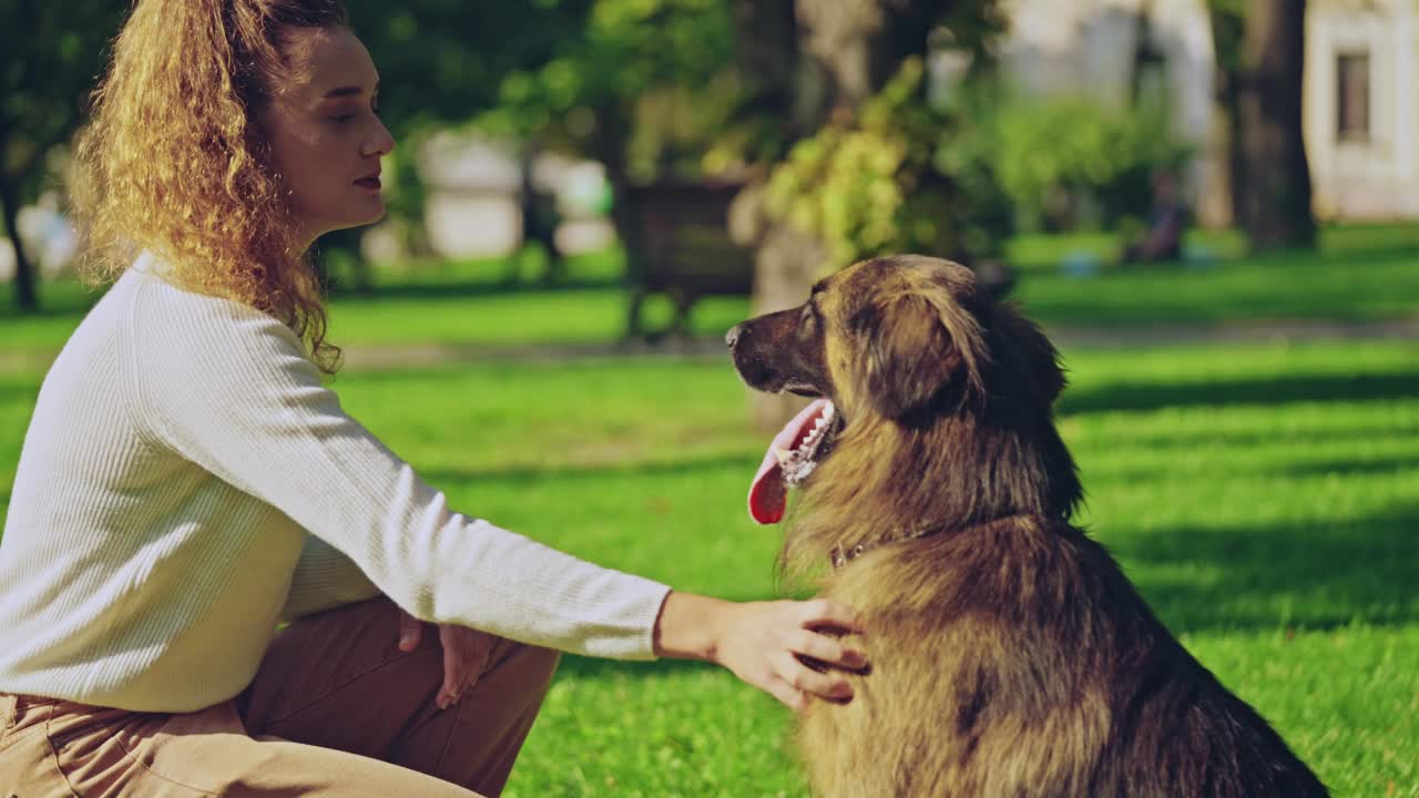 聪明的德国牧羊犬用后腿站立，听到命令就吠叫视频素材