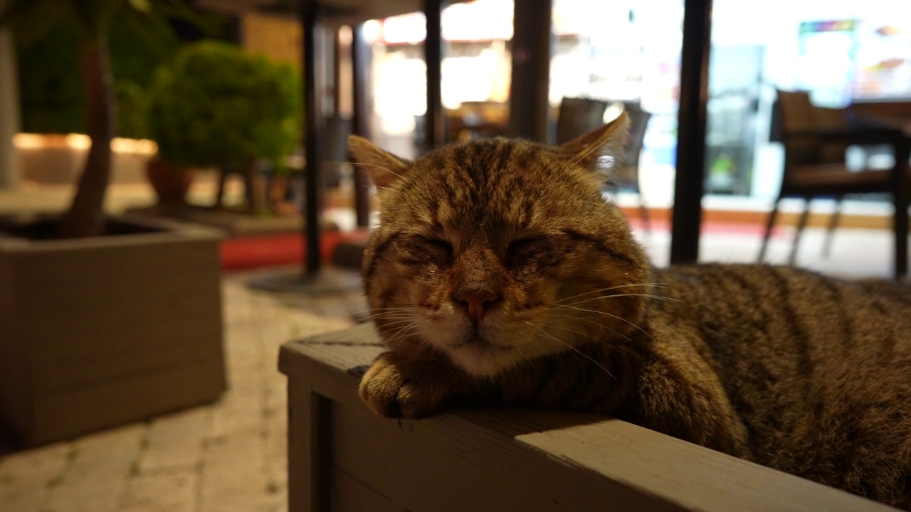 流浪猫睡在花盆上视频素材