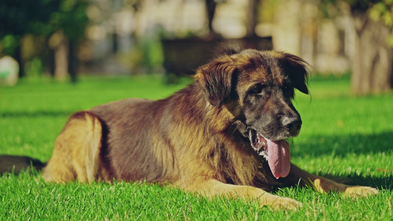 疲惫的德国牧羊犬躺在草地上，k9警犬在训练后休息视频素材