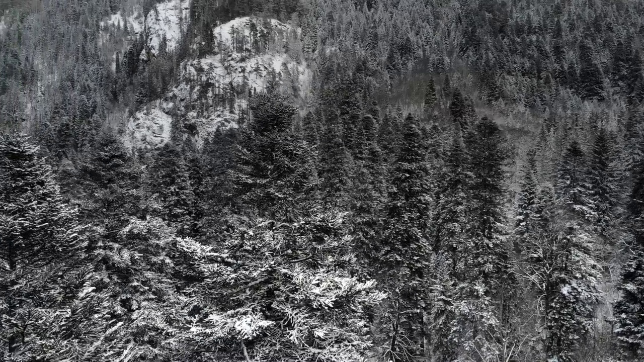 冬季森林低云针叶林景观鸟瞰图树木背景旅行与雪覆盖的树木山谷宁静的景观。低飞无人机视频素材