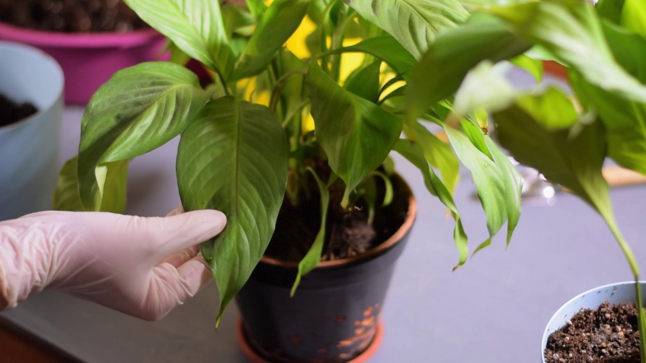 检查spathiphyllum室内植物视频素材