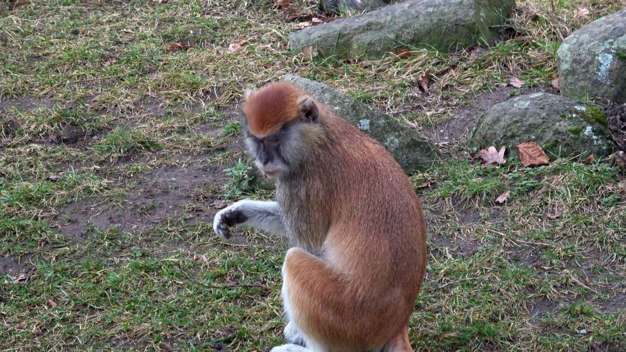 红猴(Erythrocebus patas)，也被称为河猴或轻骑兵猴视频素材