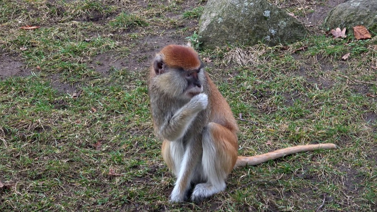 红猴(Erythrocebus patas)，也被称为河猴或轻骑兵猴视频素材