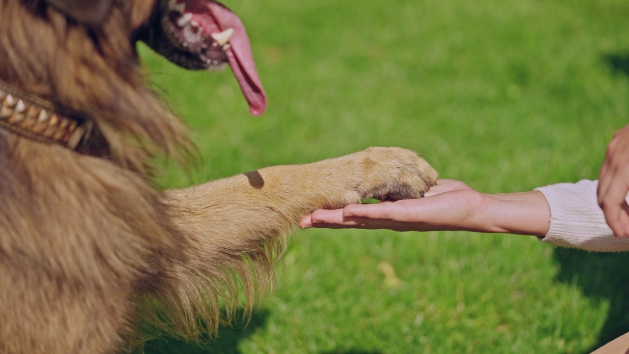 训练有素的德国牧羊犬给女人爪子，说你好，特写视频素材