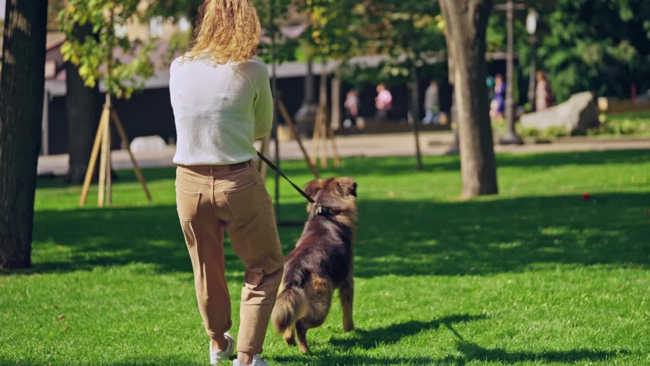 年轻女子努力保持顽皮和活跃的德国牧羊犬皮带视频素材