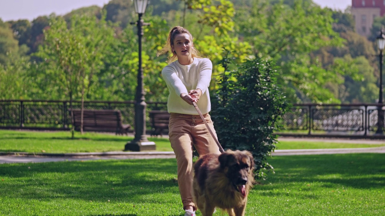 有趣的德国牧羊犬，拖着他的女主人跑在后面视频素材