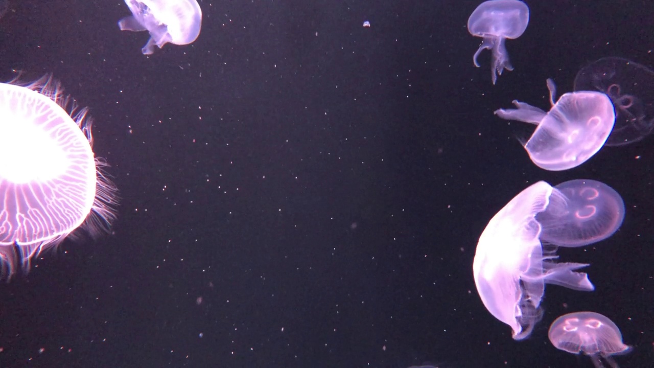 海洋生物视频素材