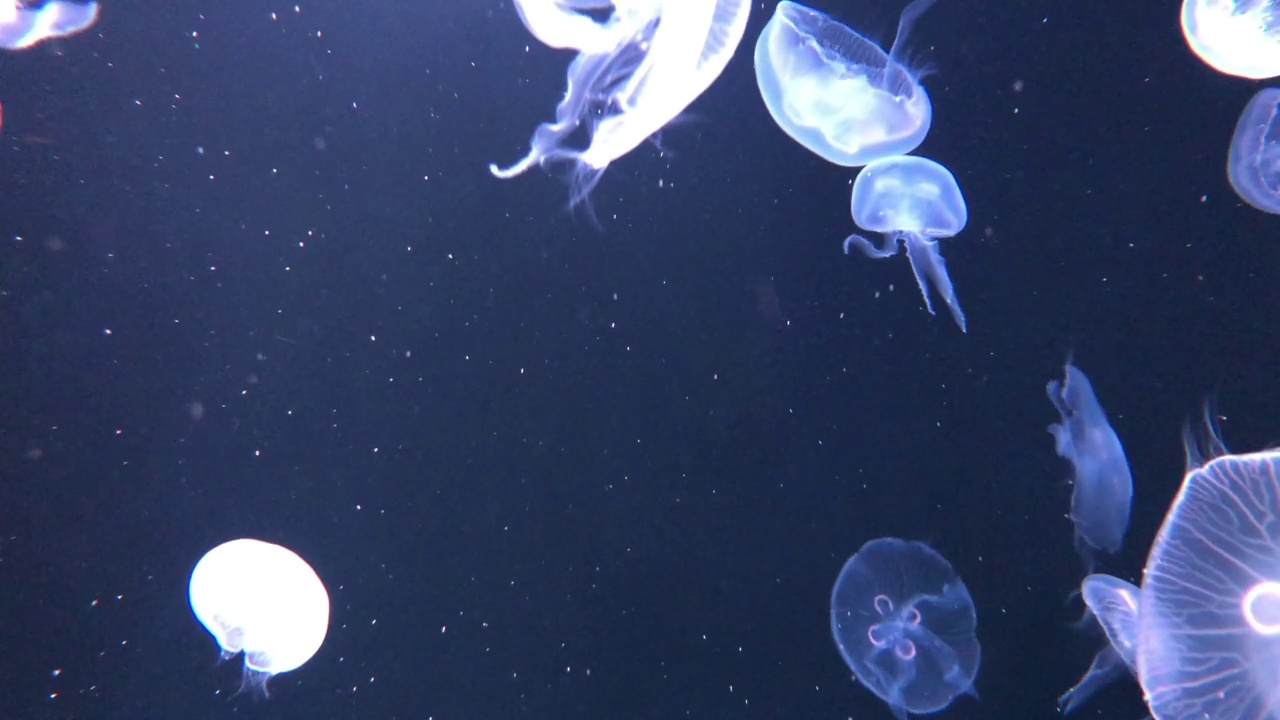 海洋生物视频素材