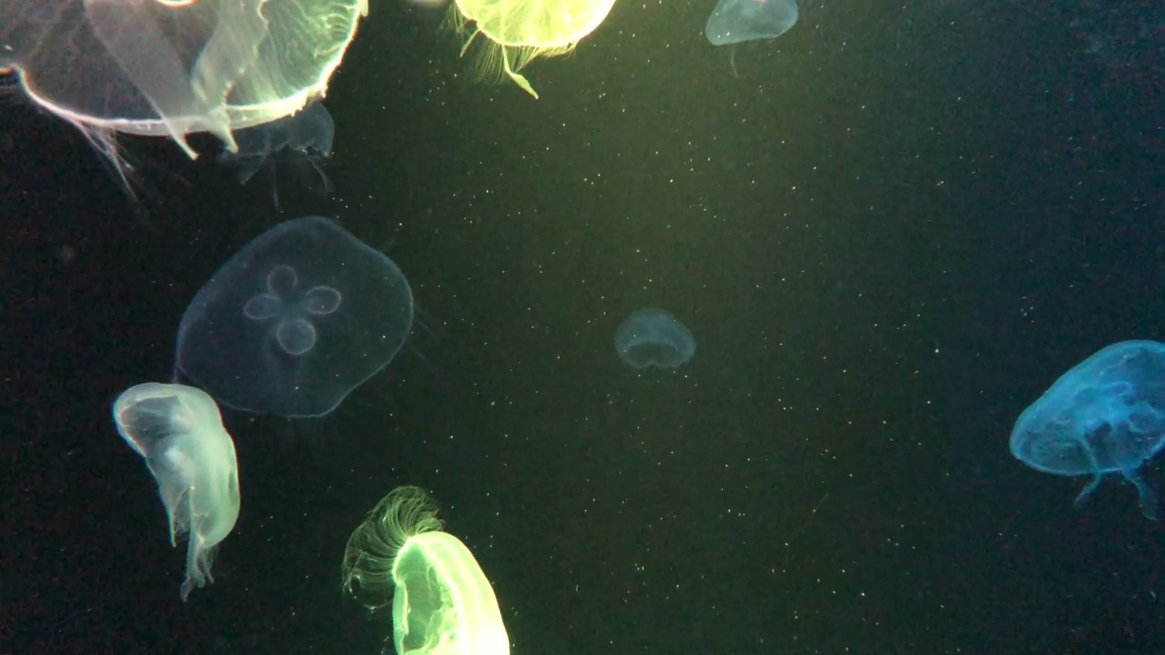 海洋生物视频素材