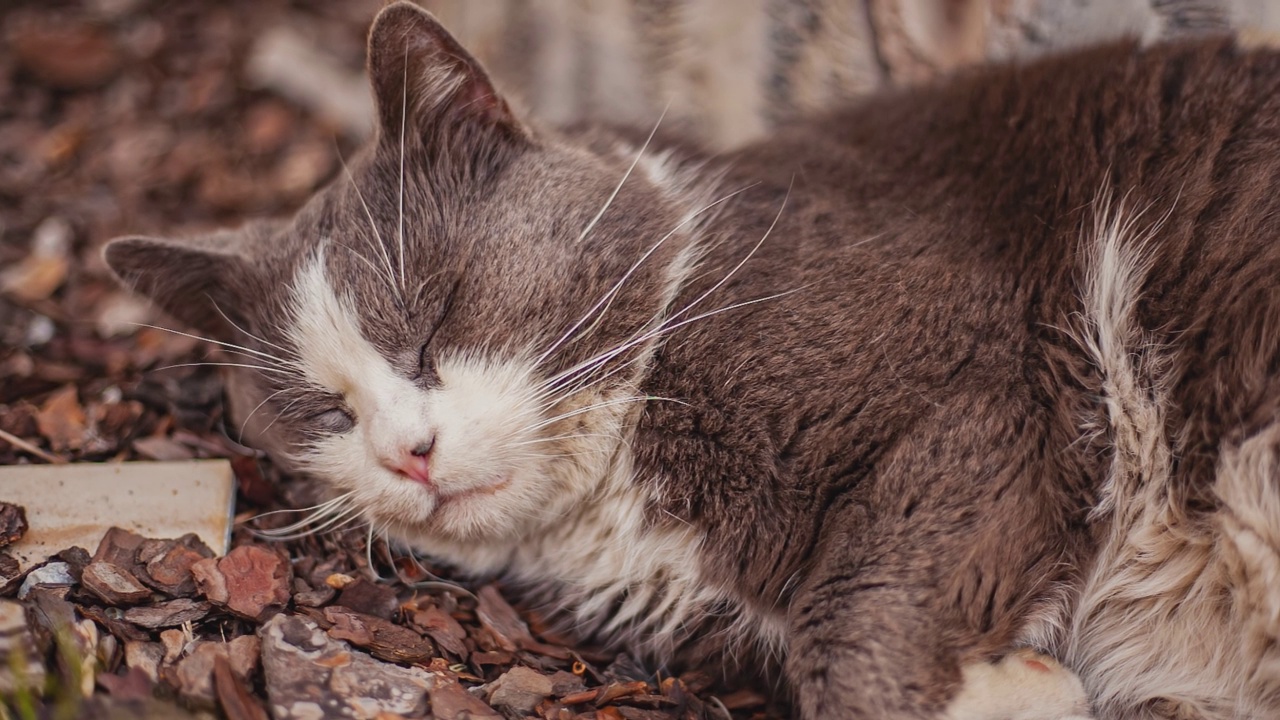 可爱的猫睡在户外视频素材