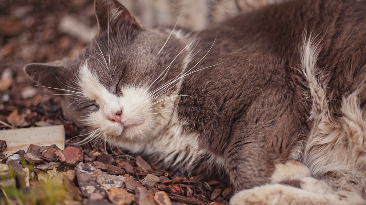 可爱的猫睡在户外视频素材