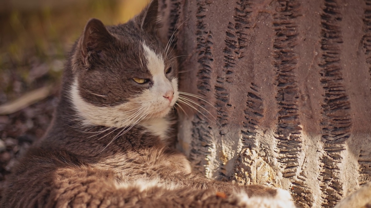 可爱的猫咪在户外视频素材