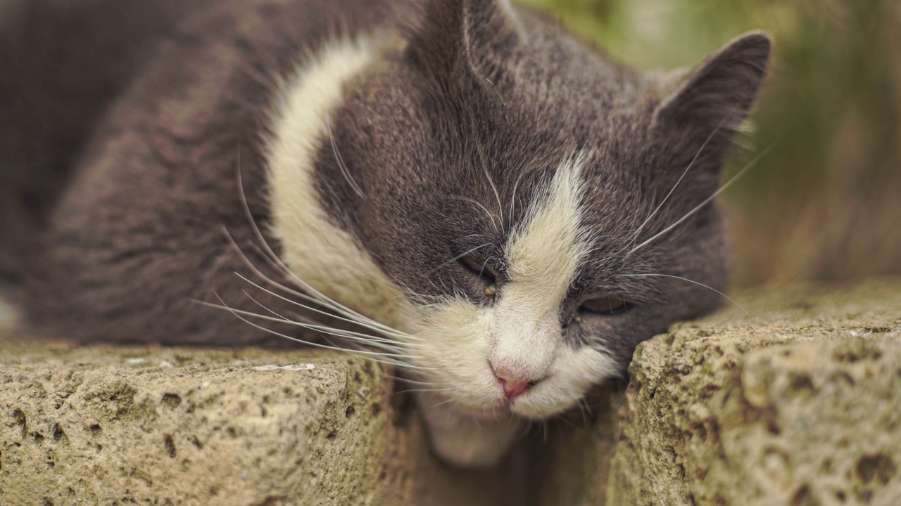 可爱的猫睡在户外视频素材