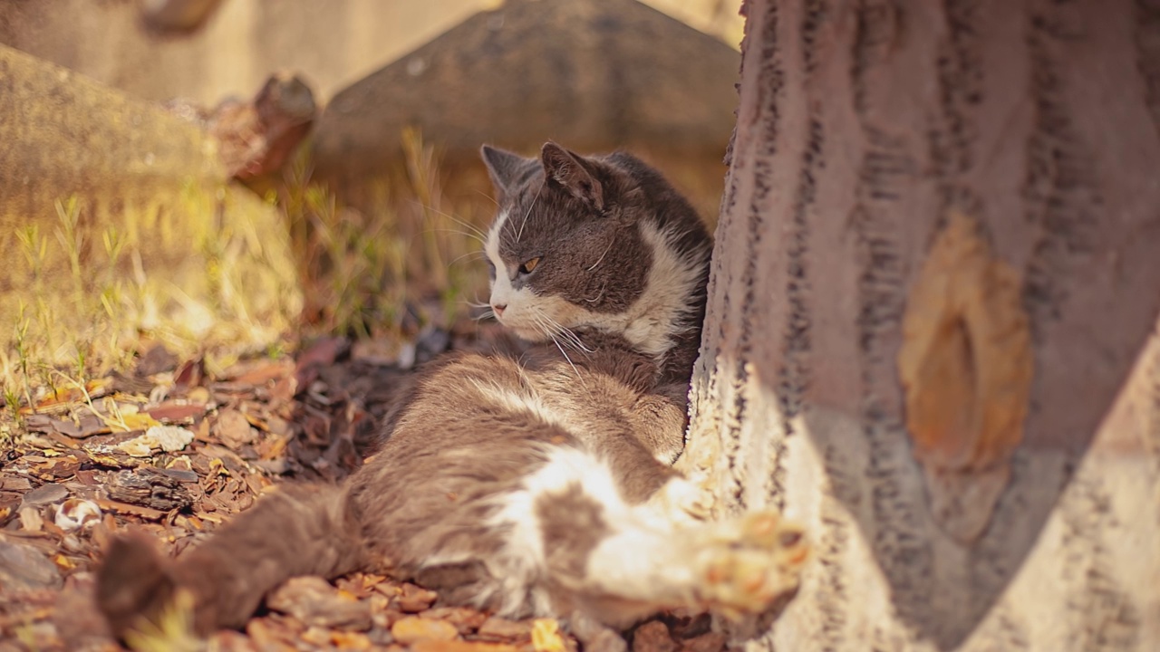 可爱的猫咪在户外放松视频素材