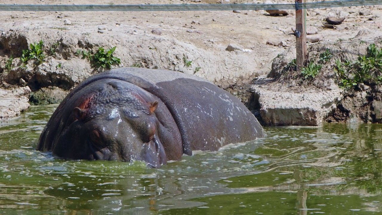 哺乳动物河马在水里视频素材