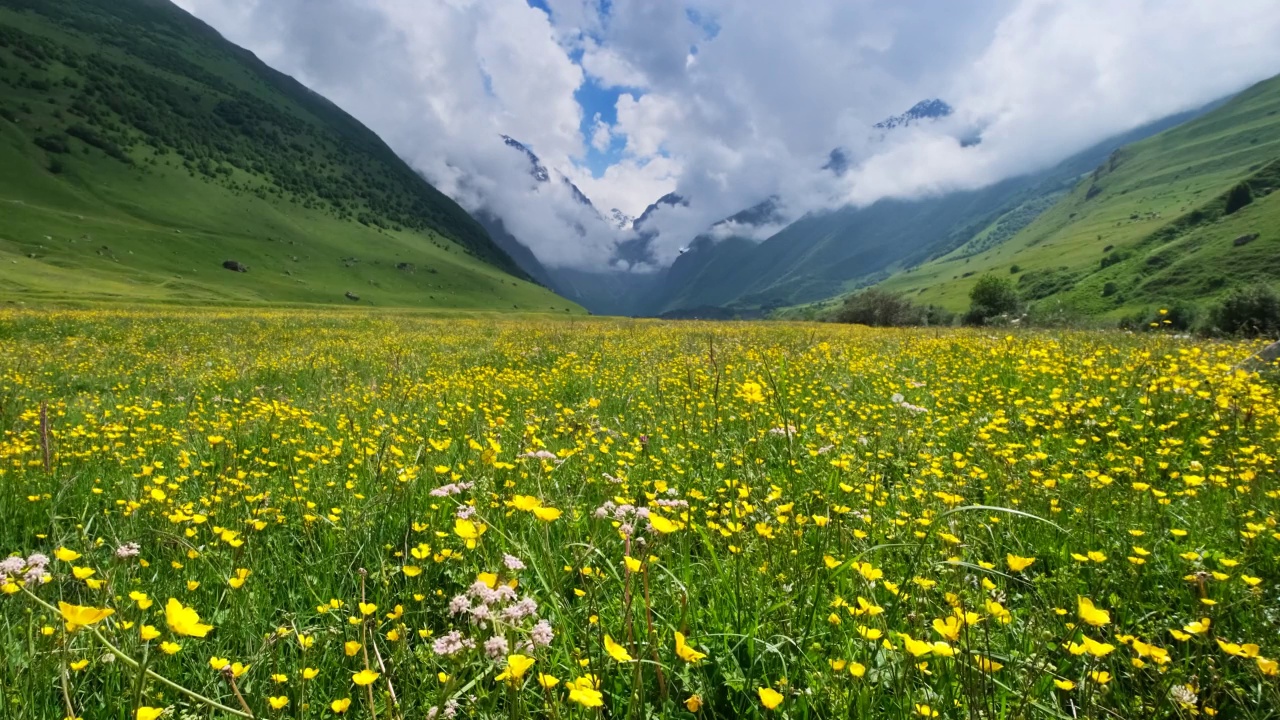 野花草地和山脉视频素材