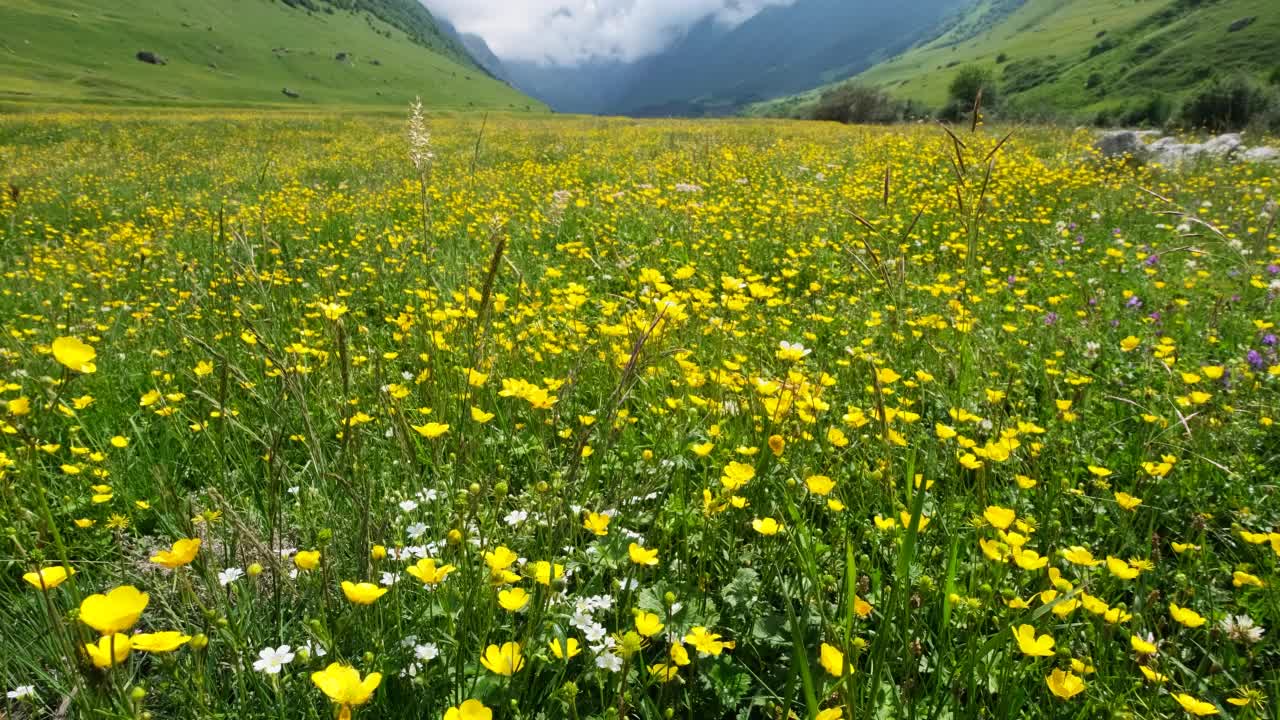 野花草地和山脉视频素材