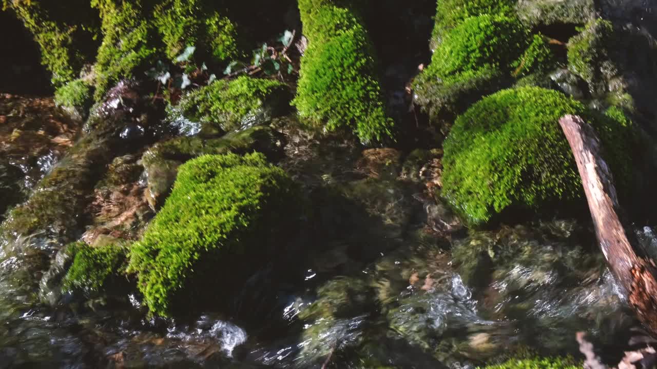 苔藓河石头特写。视频素材