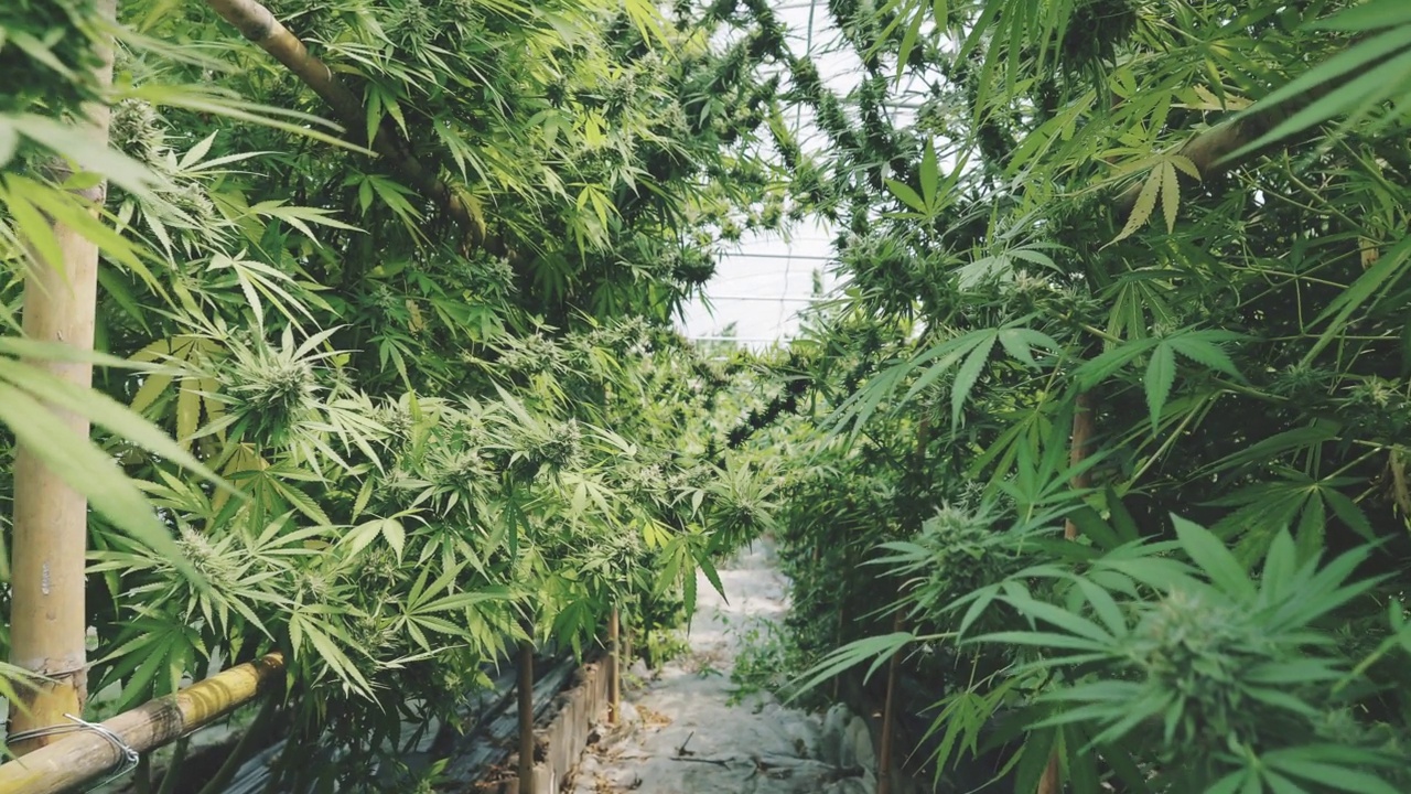 大麻植物视频素材