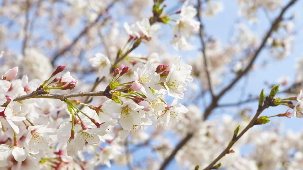 樱花，粉红色的花蕾和花朵视频素材