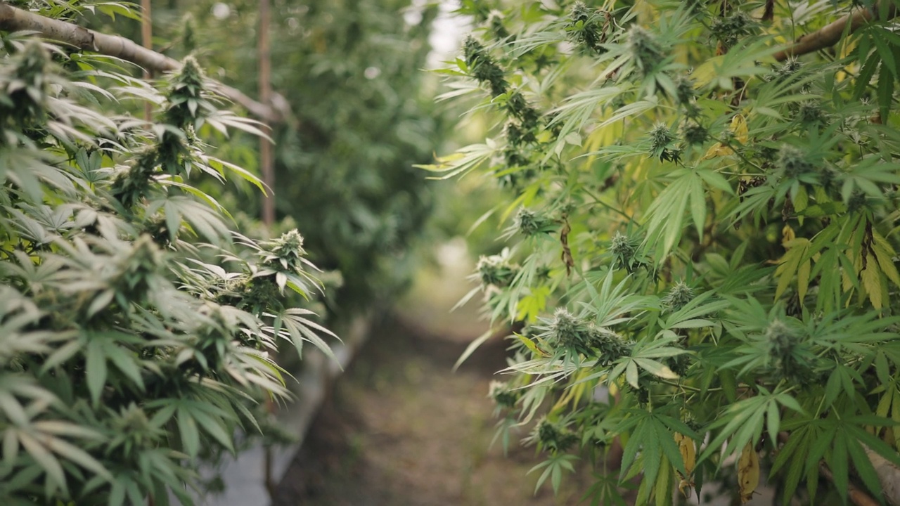 大麻植物视频素材