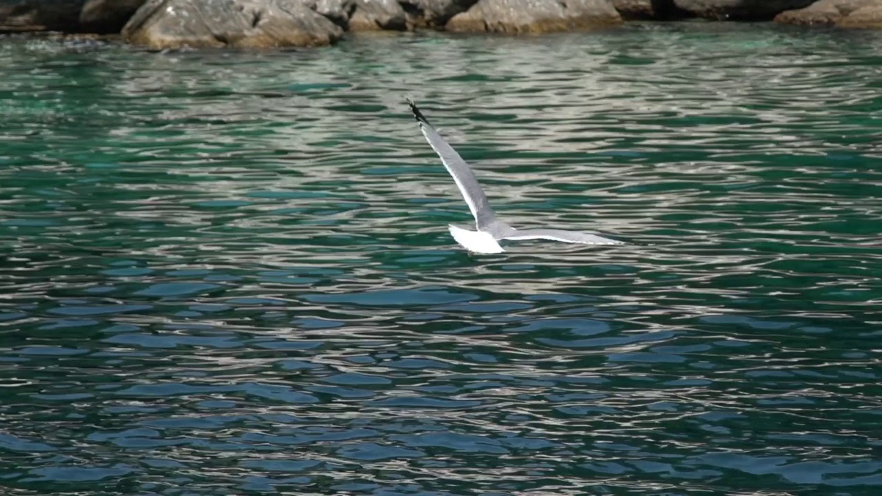 海鸥在海面上飞翔视频素材