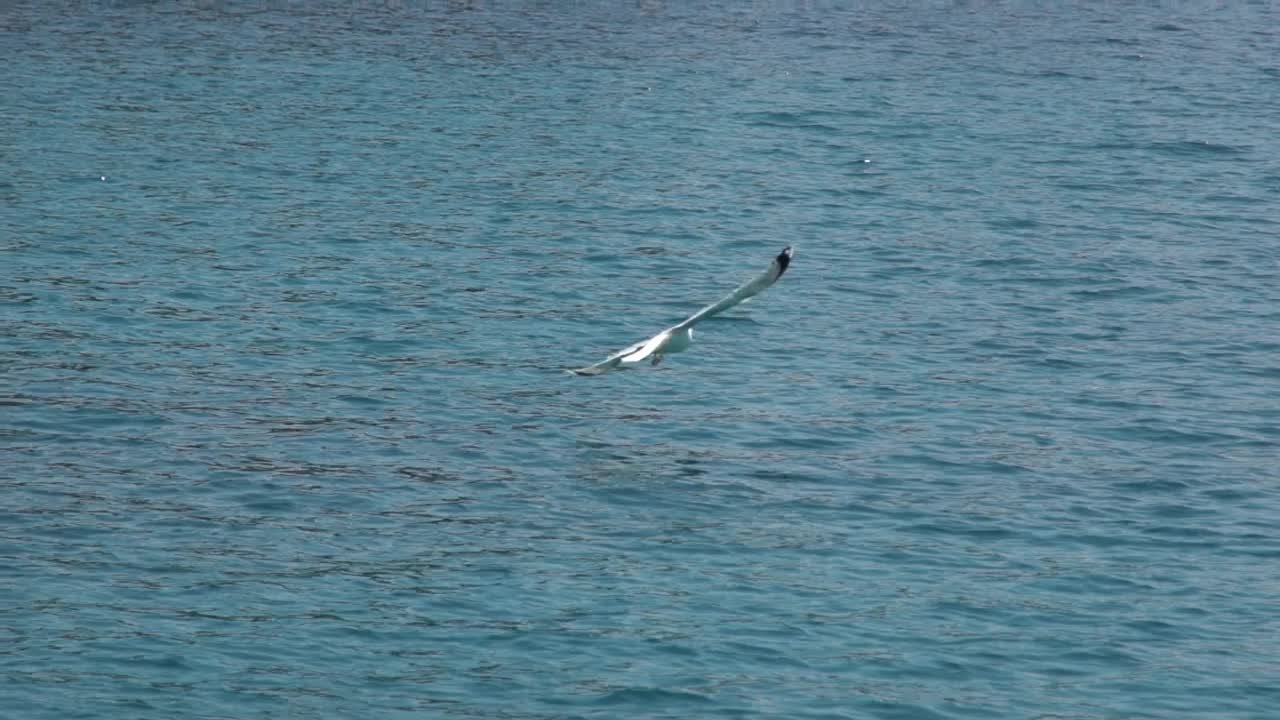 海鸥在海面上飞翔视频素材